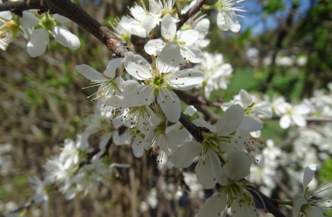 Ganz viele kleine weiße Blüten auf einem Ast