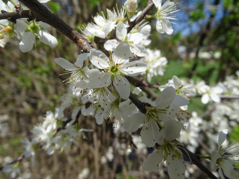 Ganz viele kleine weiße Blüten auf einem Ast