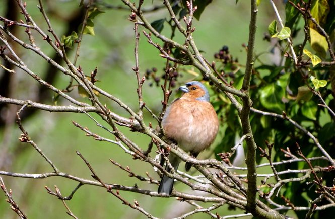 Ein Vogel mit einem roten Bauch sitzt auf einem Ast. Er steht für das Glück - Das Glück is a Vogerl