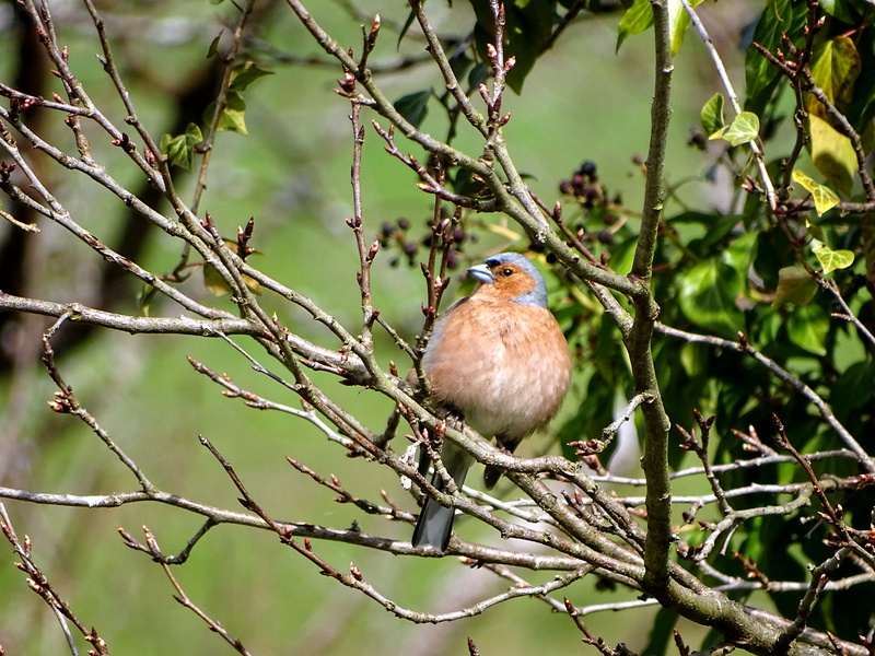 Ein Vogel mit einem roten Bauch sitzt auf einem Ast. Er steht für das Glück - Das Glück is a Vogerl