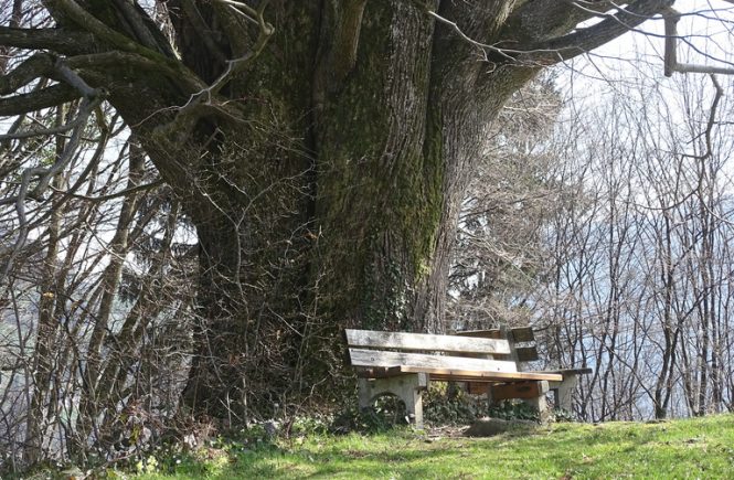 Zwei Bänke vor einem uralten Baum. Es gibt noch keine Blätter, weil es Foto im Frühling ist.