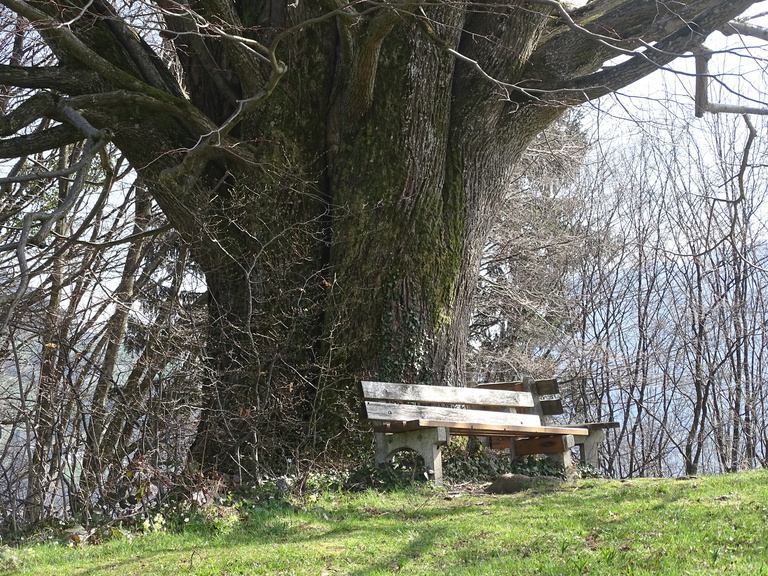 Zwei Bänke vor einem uralten Baum. Es gibt noch keine Blätter, weil es Foto im Frühling ist.