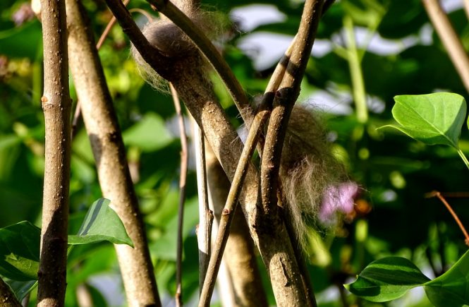 Ein Büschel von Katzenhaaren in den Ästen des Flieders