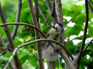 Die Blaumeise hat ganz viel Katzenhaar im Schnabel