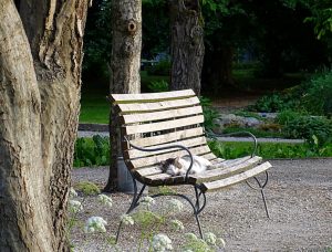 Ein Streunerkater liegt gemütlich auf einer Bank 