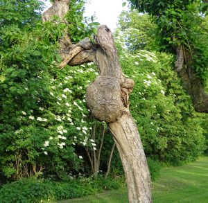 Eine knorrige alte Hainbuche in Park in Reichersberg