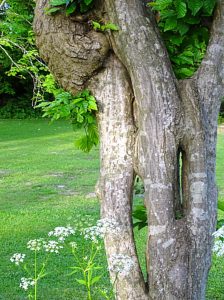 Eine verwachsene alte Hainbuche im Park in Reichersberg