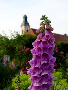 zwei Türme - der vom Stift und von einer Glockenblume