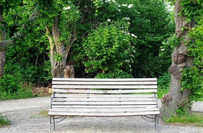 Eine alte verwitterte Holzbank, im Hintergrund alte knorrige Bäume und Holler