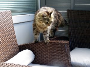 Kater Caruso sitzt auf den Terrassen-Möbeln herum - dunkelbraune Polyrattan-Möbel mit hellgrauen Sitzen