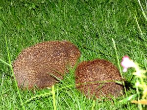 Zwei Igel in meiner Wiese am Abend.