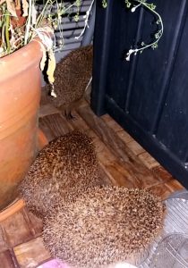 Drei Igel auf meiner Terrasse, zwei sitzen im Vordergrund. Der dritte Igel verschwindet zwischen dem Schiebe-Element und der Gartentruhe.