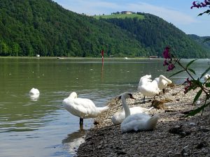 Am Ufer der Donau sitzen einige Schwäne und putzen sich.