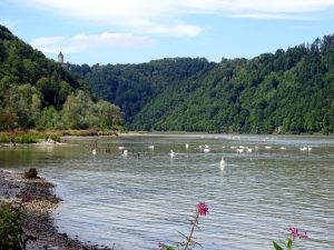 Die Donau mit ganz vielen Schwänen im Vordergrund und im Hintergrund das Donautal