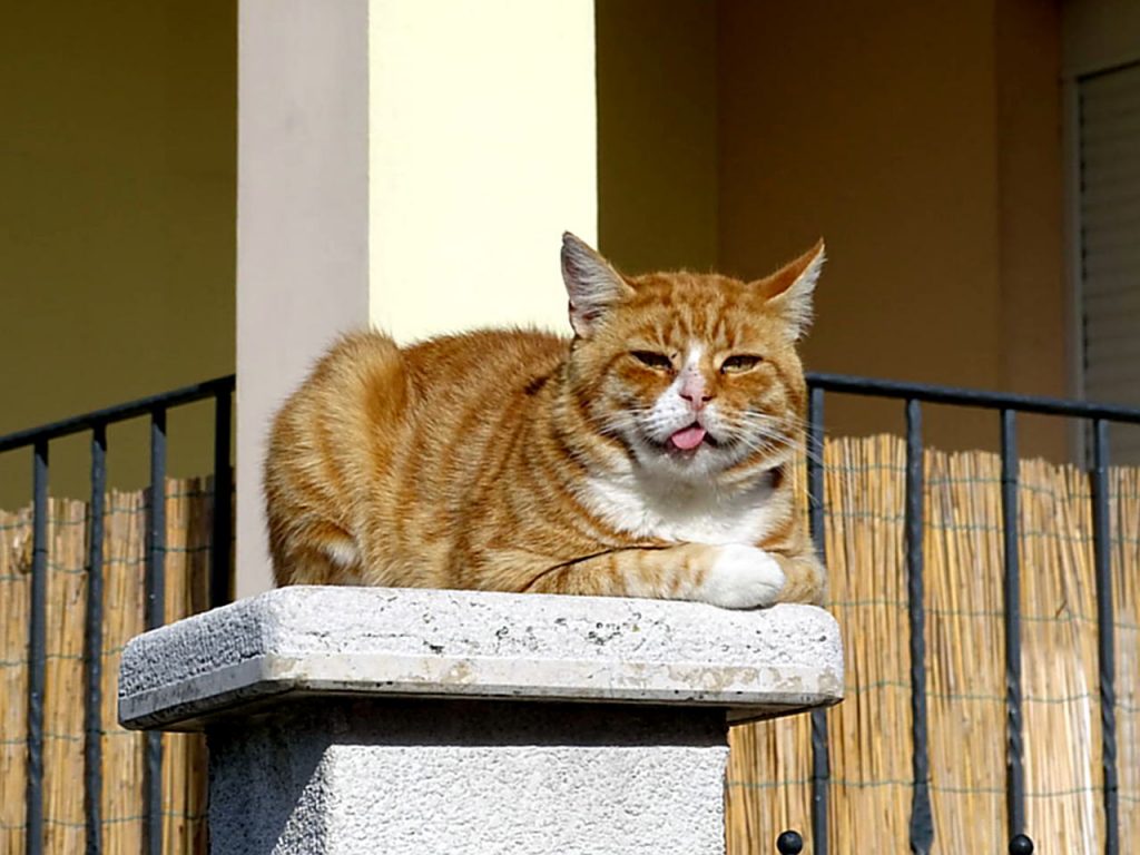 Rot-weiße Tigerkate auf einer Gartenmauer-Säule mit herausgestreckter Zunge