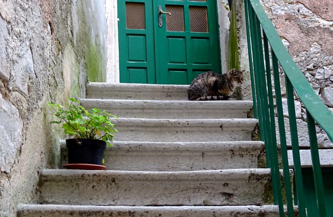 Eine Stiege mit einem Blumenstock. Oben vor der grünen Haustüre sitzt eine Katze auf der Stufe