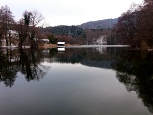 Im Vordergrund der See und im Hintergrund der dunkle Wald