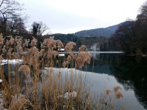 Der Blick auf das Schilf über den See in den grauen Tönen des Winters.