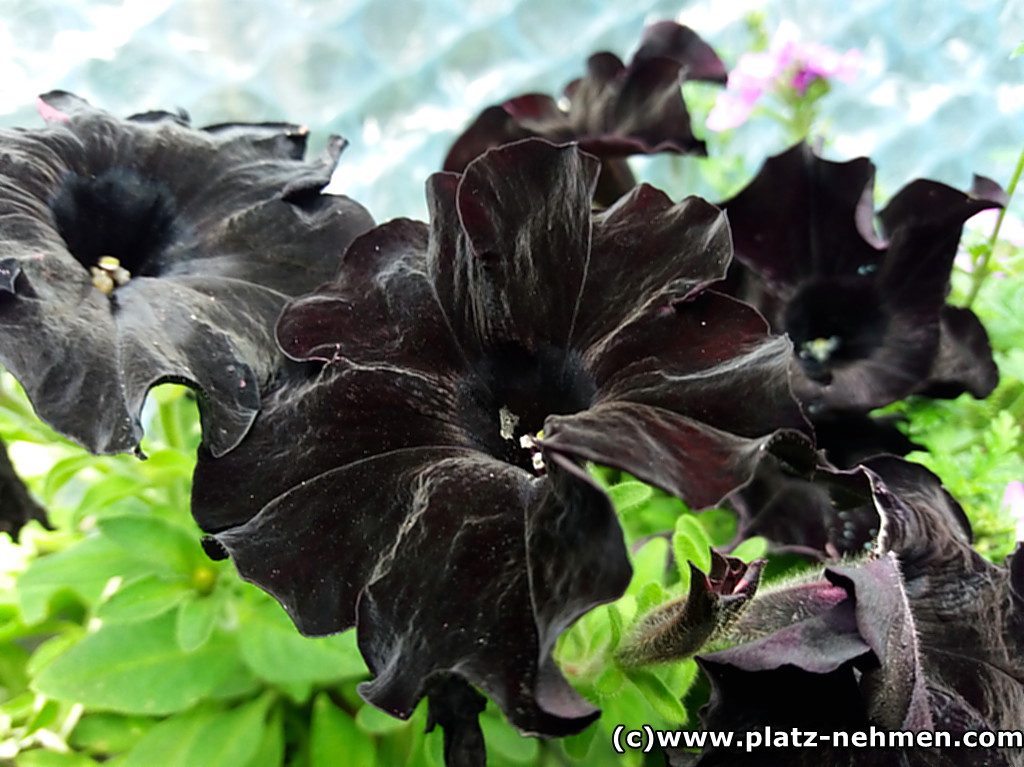 Ganz dunkle, fast schwarze Blüten die dem Blumenhorn des Zwerges sehr ähnlich sehen.