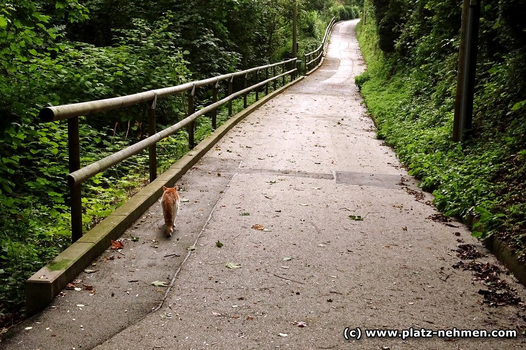 Ein Weg mit Geländer am Bergwald mit Findus Samm, einem Kater im Vordergrund