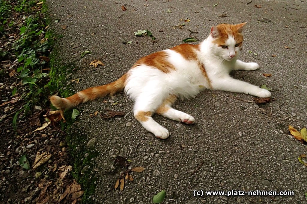 Findus Samm, der rot-weiße Kater liegt gemütlich auf dem Weg