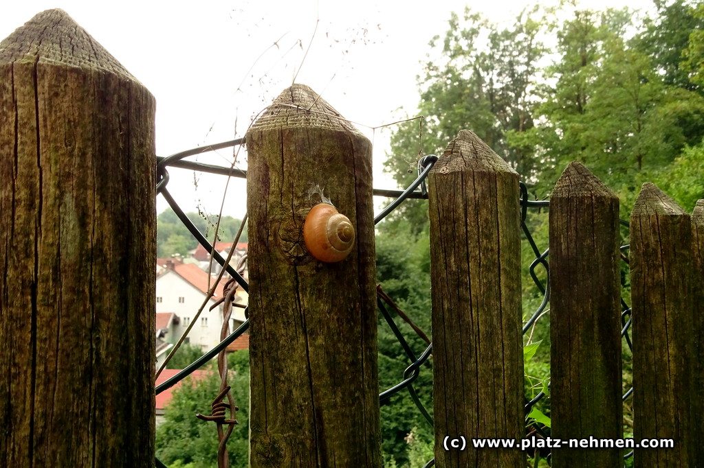 Eine Häuslschnecke, die an einem Holzpfosten klebt. Dieser ist Teil eines Zaunes