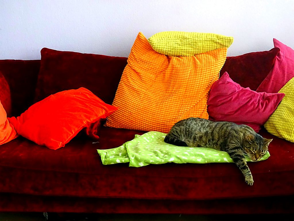 Mein rotes Samtsofa mit bunten Kissen und meinem Tigerkater auf der Decke