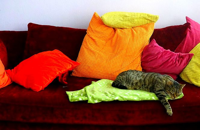 Mein rotes Samtsofa mit bunten Kissen und meinem Tigerkater auf der Decke