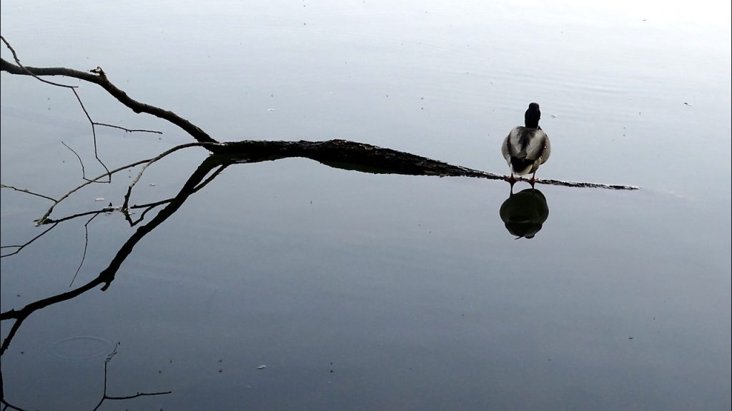 Eine Ente sitzt auf einem gefluteten Ast im Salzachsee