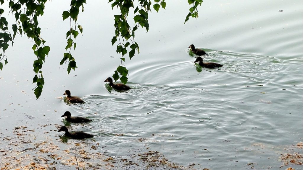 Sechs Entenküken schwimmen im Karlsbader Weiher