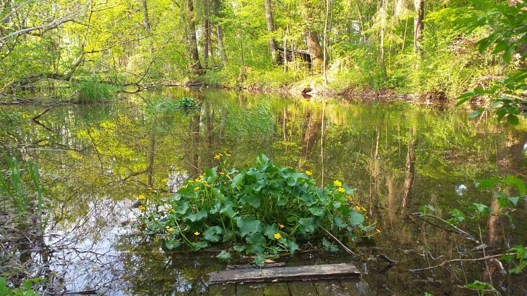 Wie eine Insel wächst im Wasser der Altglan ein Büschel von Sumpfdotterblumen