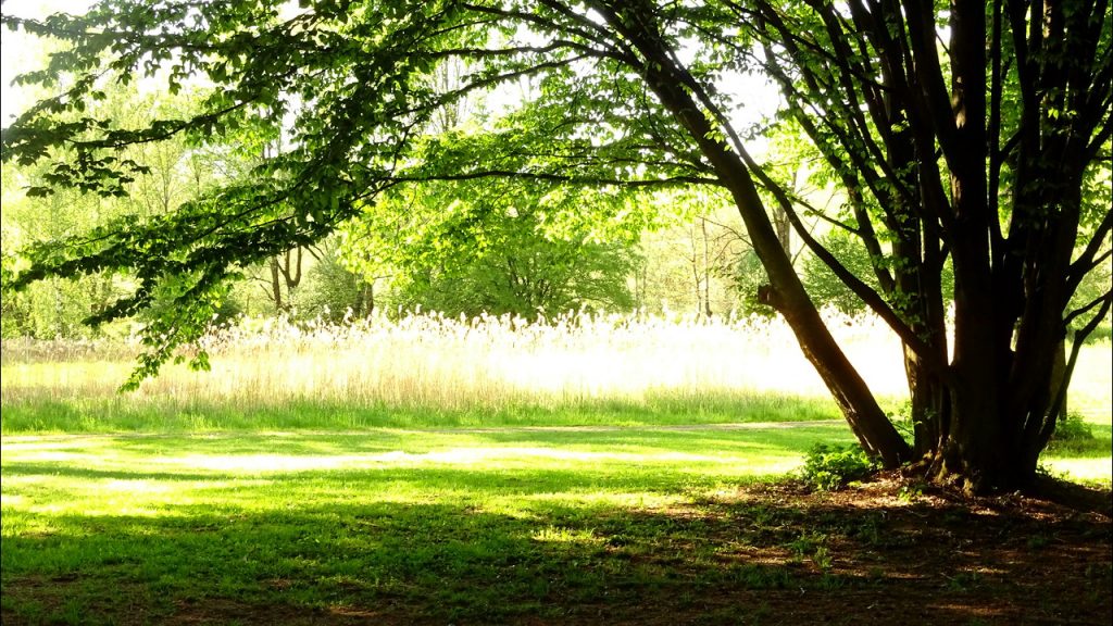 Im Vordergrund eine Hainbuche im Schatten und im Hintergrund golden scheinendes Gras