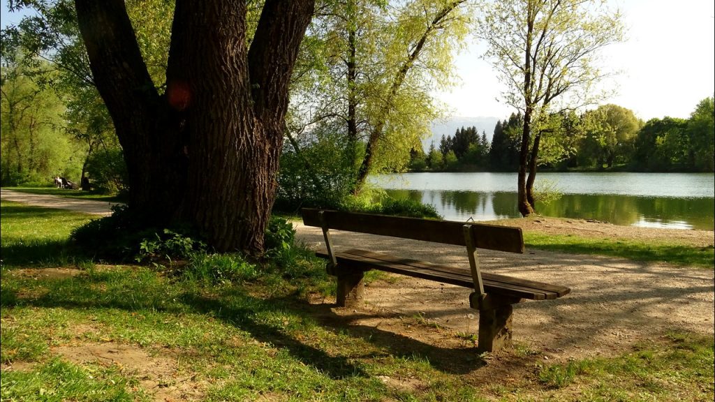 Eine Bank neben einer Weide mit Blick auf den Salzachsee