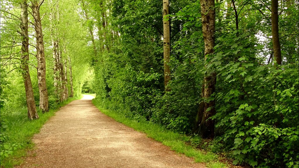 Der Weg durch die Birkenallee zum Erlebnisweg