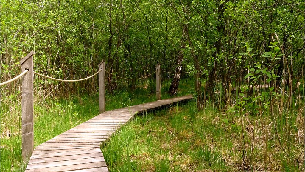 Weg durch das Moor auf den Lärchenholzplanken