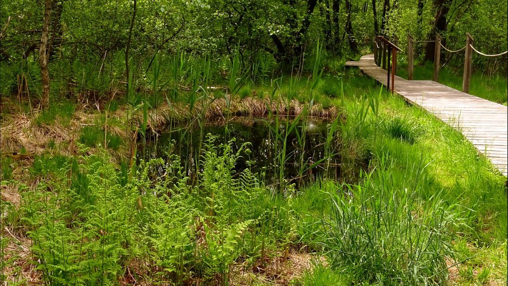 Kleiner Tümpel am Wegesrand im Moorwald