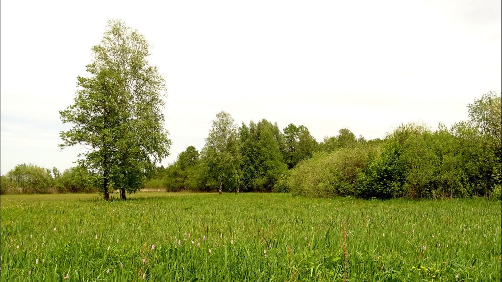 Moorwiese mit einem Baum und Sträuchern