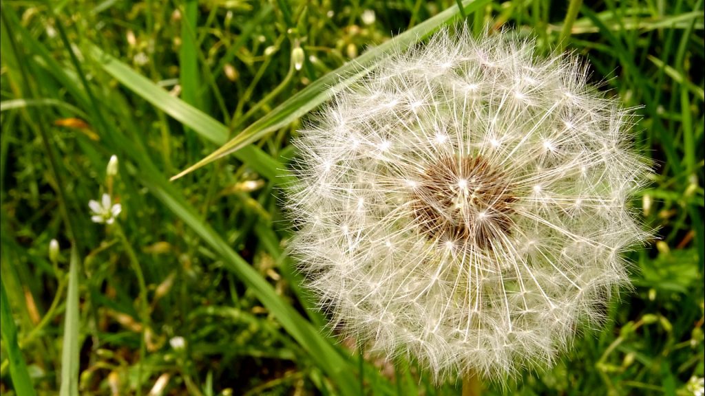 Eine Pusteblume mit Wiese im Hintergrund