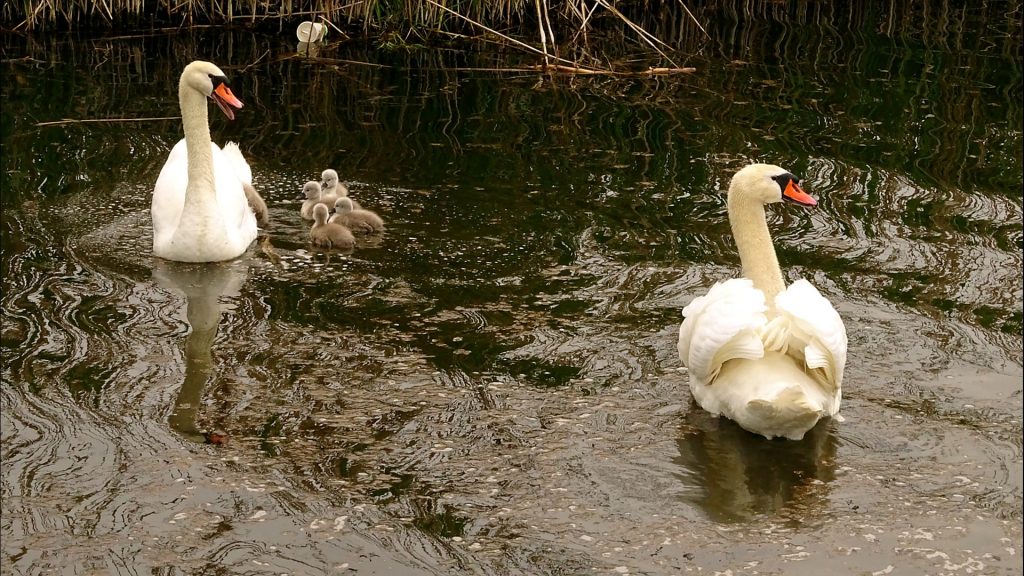 Schwanenfamilie in der Mattig mit Küken