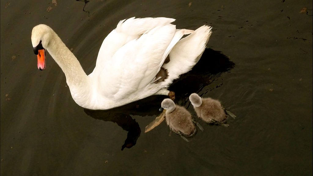 Schwänin mit zwei Küken im Wasser und zwei zwischen ihren Flügeln