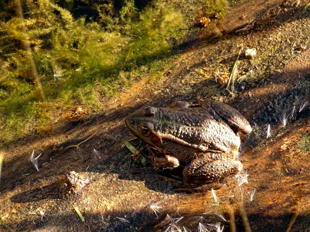 Gut getarnter brauner Frosch im Tümpel