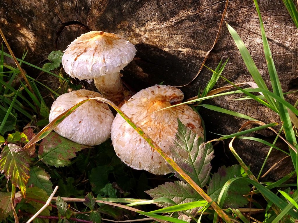 Drei weißbraune Pilze neben einem Stück Holz