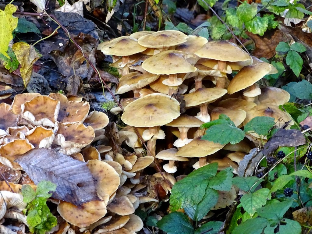 Gruppe von braunen Pilzen am Waldboden