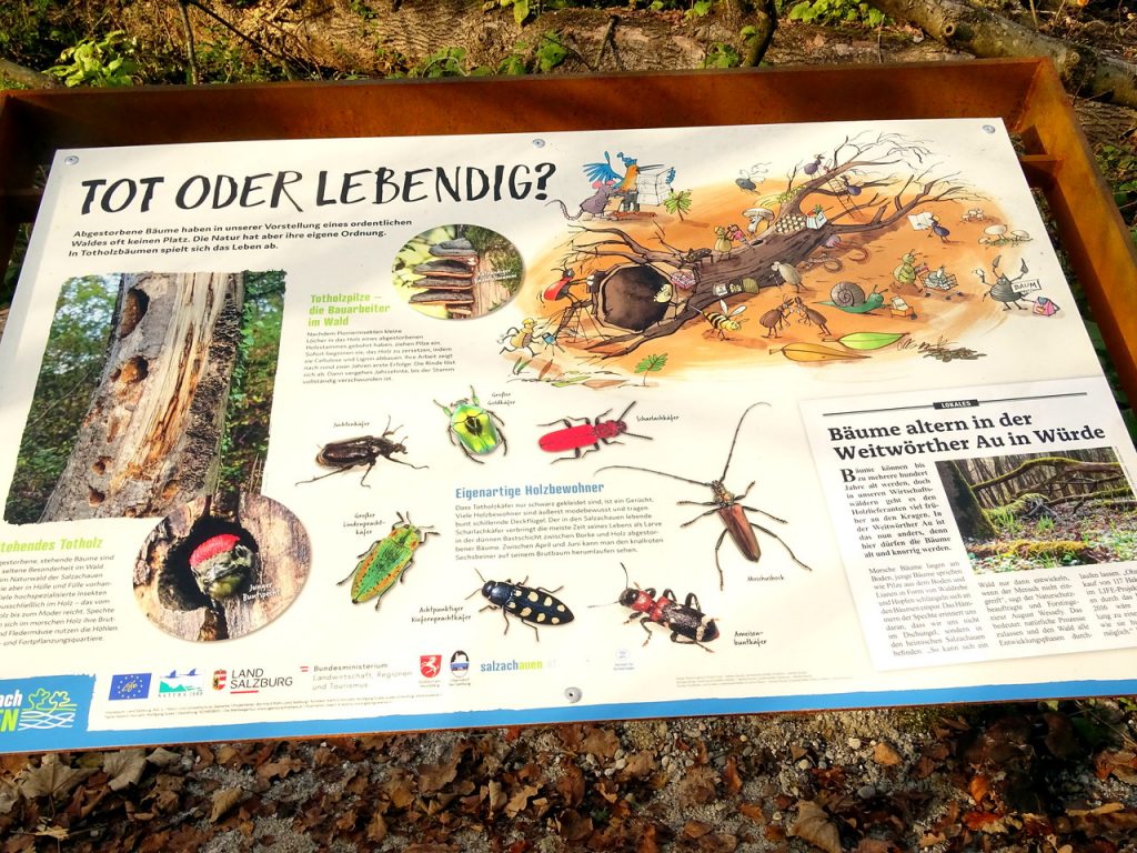 Schautafel "Tot oder lebendig?" am Auwaldsee-Rundweg mit detaillierten lustigen Illustrationen