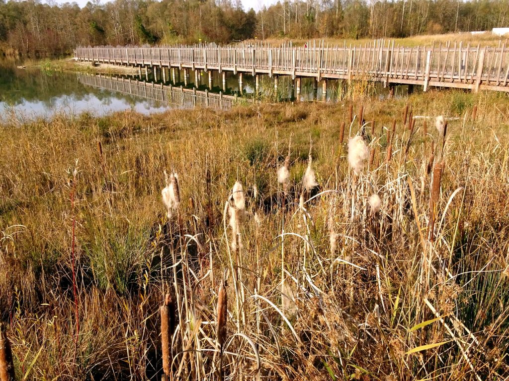 Blick über das Schilf und das Gelände des Holzsteges