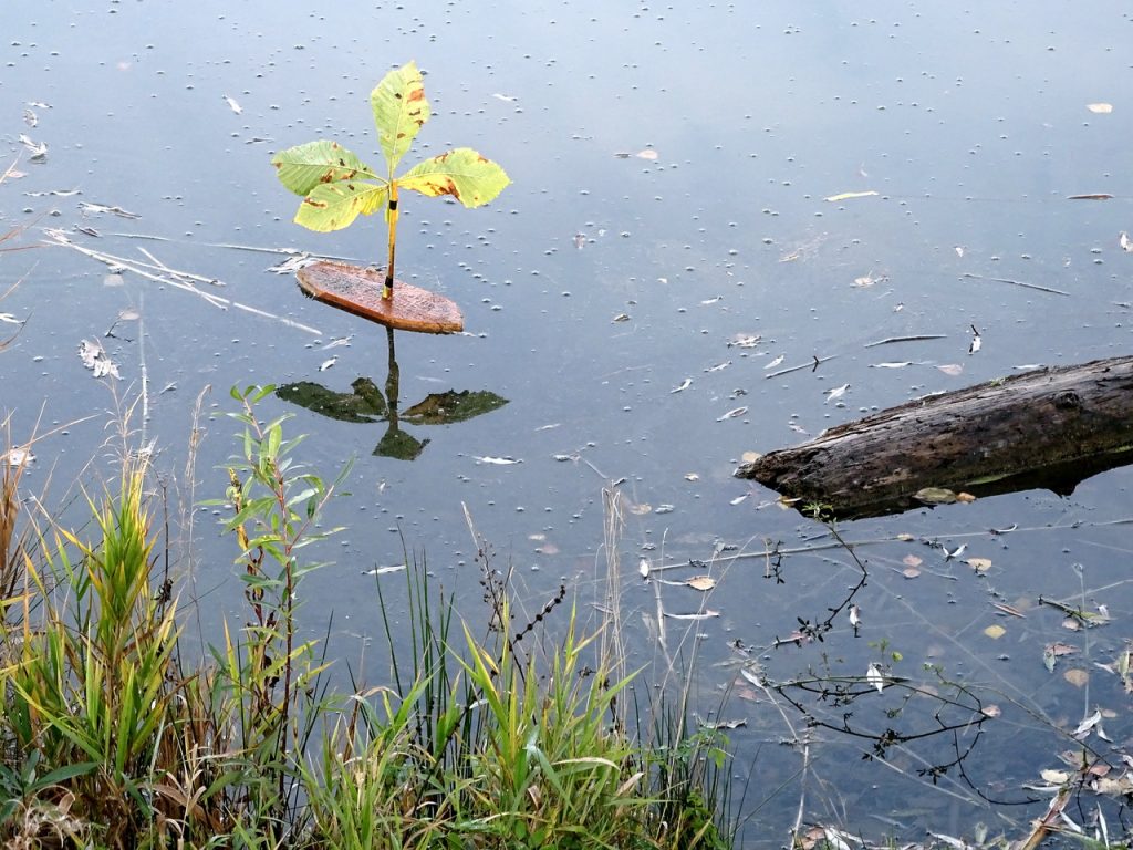 Selbstgebasteltes kleines Boot mit einem Kastanienblatt als Segel auf dem Auwaldsee