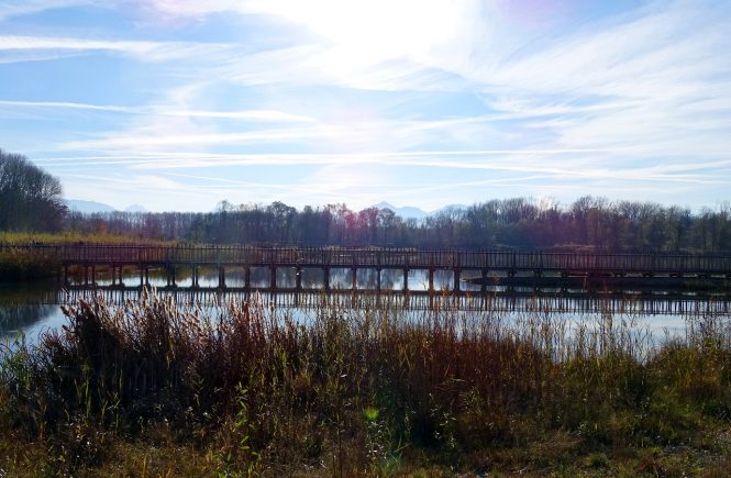 Panoramblick von Holzsteg über den Auwaldsee