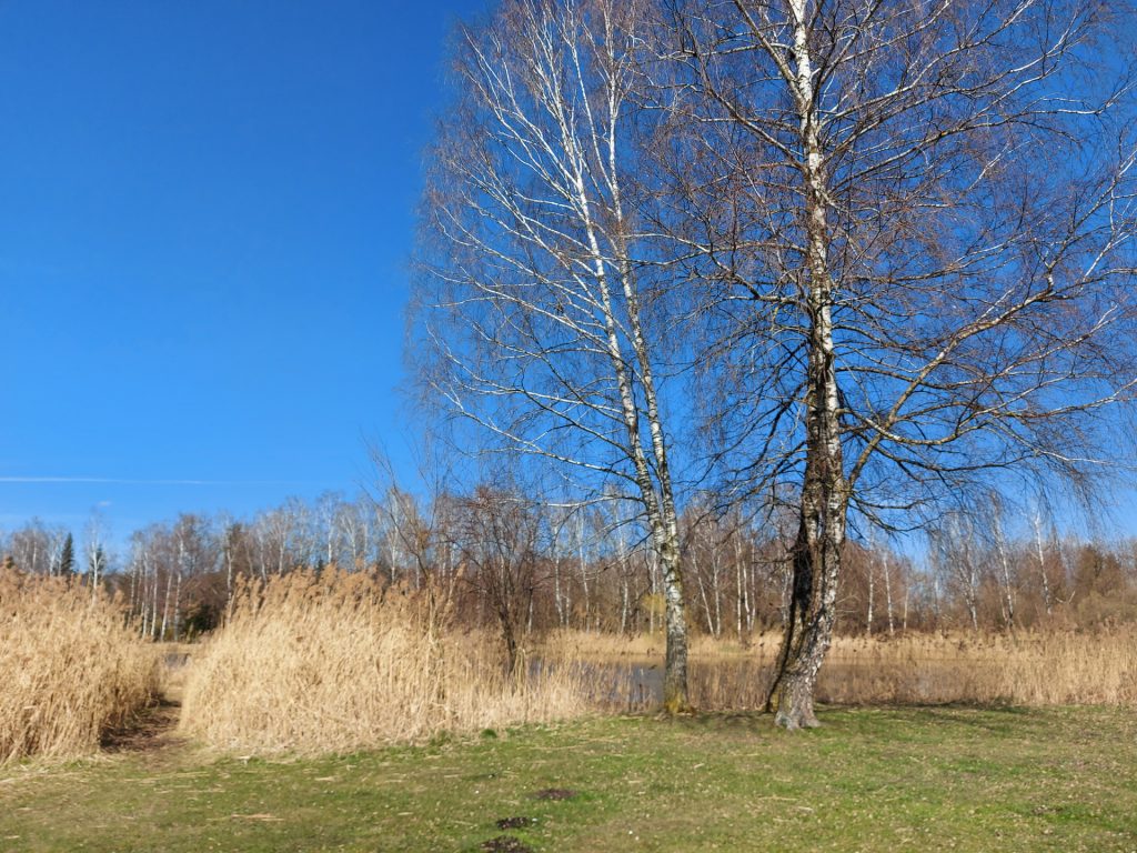 Halbinsel im Bürmooser See