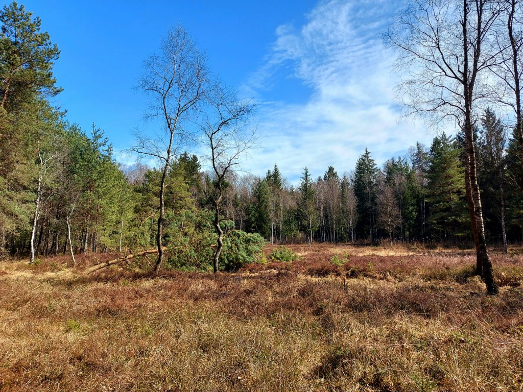 Moorheide mit Wald im Hintergrund