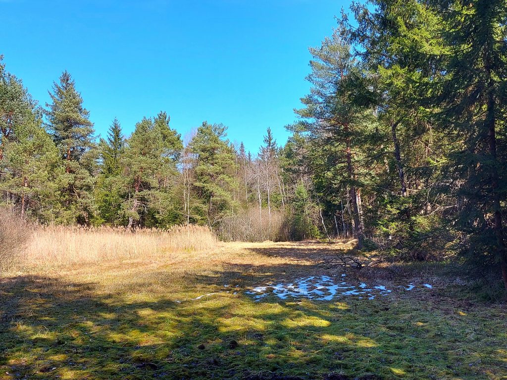 Kleine Lichtung im Moorwald mit Schneeresten